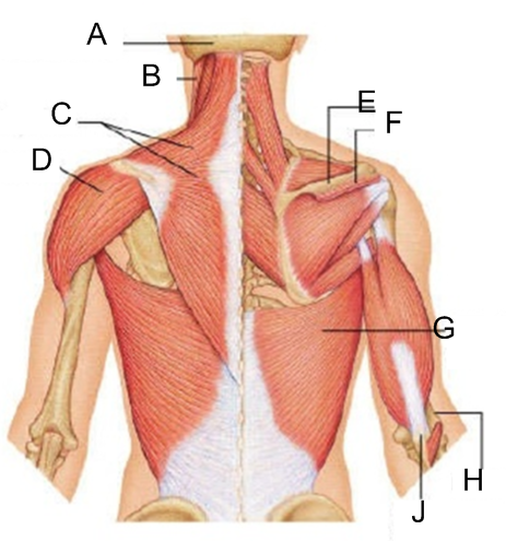 Trunk Muscles Anterior And Posterior Quiz Trivia Questions